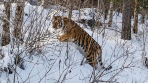 Приморье: выпущенный на волю тигр снова вернулся к людям