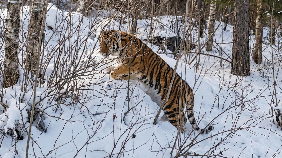 Приморье: выпущенный на волю тигр снова вернулся к людям Приморье: выпущенный на волю тигр снова вернулся к людям