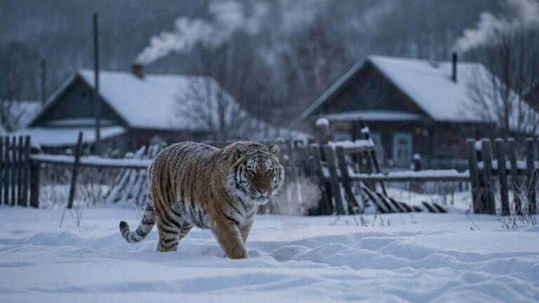 Два конфликтных тигра отловлены в Приморье в начале года