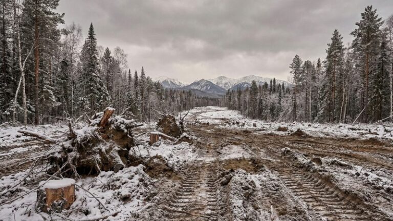 Заповедники Дальнего Востока рискуют потерять неприкосновенность