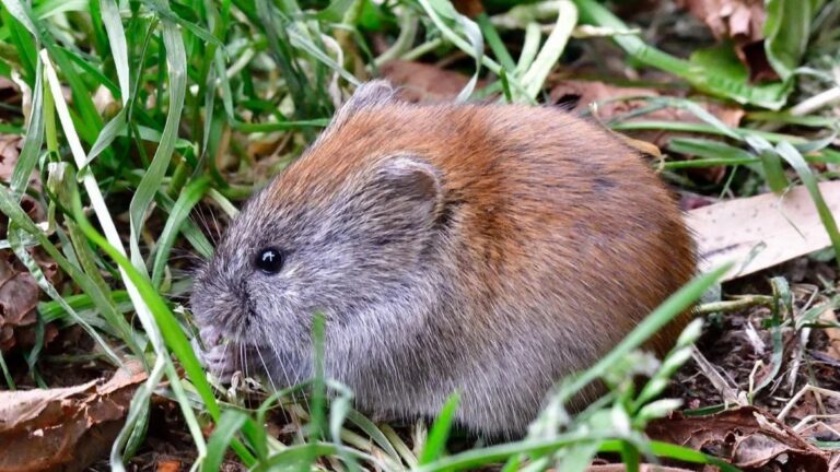 В Долину гейзеров на Камчатке вернулась редкая крупнозубая бурозубка