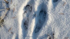 В Приамурье стартовала масштабная зимняя перепись лесных обитателей