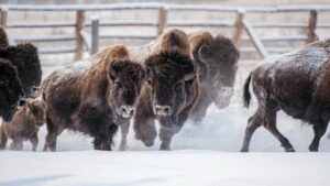 Популяция лесных бизонов в Якутии достигла 340 особей