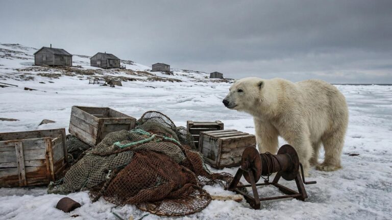 Почти 90% встреч с белыми медведями в Арктике пришлось на Чукотку
