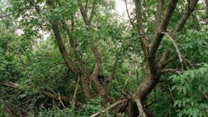 В Приамурье американский клен-захватчик попал в список нежелательных видов