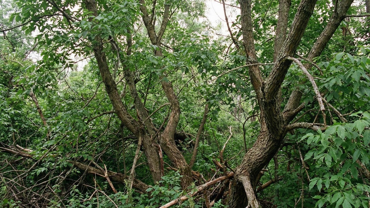 В Приамурье американский клен-захватчик попал в список нежелательных видов