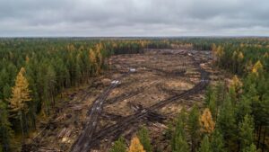 Владельцев золотого прииска в Могоче наказали за незаконную рубку леса