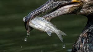 От Красной книги до мишени: как меняется статус большого баклана в России