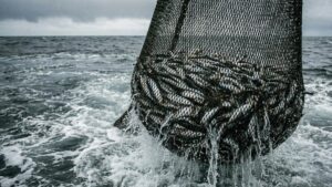 Рост квот на вылов сельди повышает риски для экосистемы Охотского моря