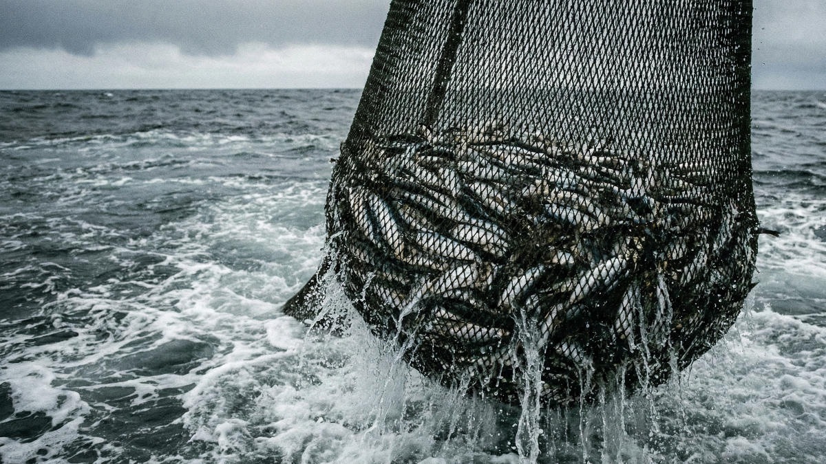 Рост квот на вылов сельди повышает риски для экосистемы Охотского моря