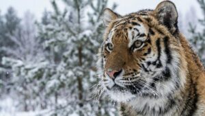 В Приморье тигр снова вышел к людям после гибели охотника в тайге