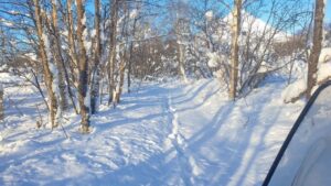 Снежная зима помогла старту учета животных на Камчатке