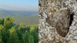 Медведица Жени: в Хабаровском крае обнаружен новый вид бабочек