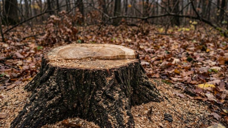 Трое приморцев пойдут под суд за уничтожение ценных пород деревьев