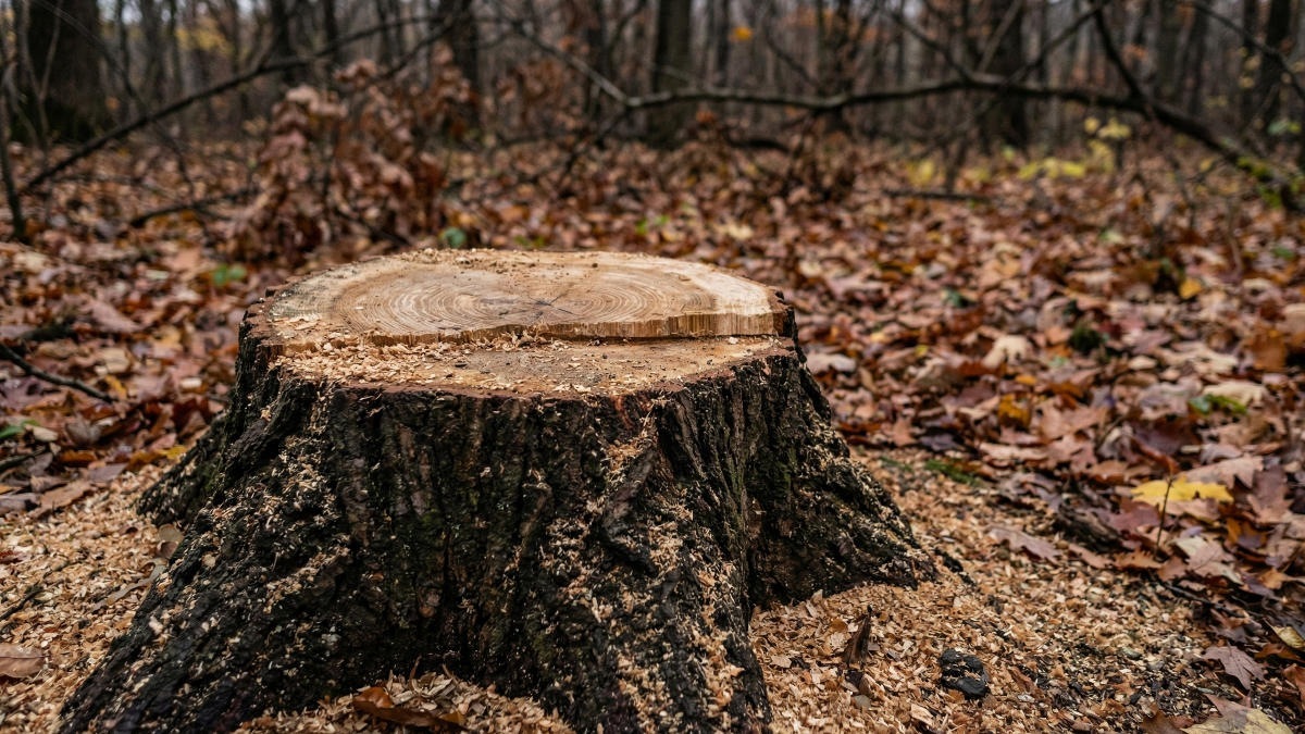 Трое приморцев пойдут под суд за уничтожение ценных пород деревьев Трое приморцев пойдут под суд за уничтожение ценных пород деревьев