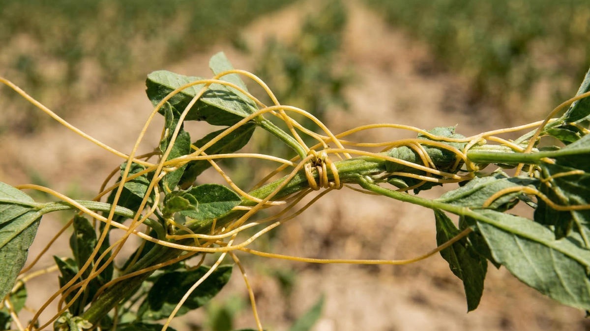 Изменение климата вызвало экспансию чужеродной флоры на Байкале