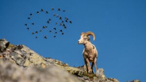 Лавины и вертолеты: почему гибнет амурский толсторог