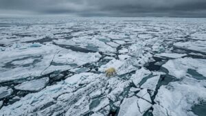 Популяция белых медведей в России достигла шести тысяч особей