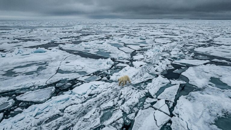 Популяция белых медведей в России достигла шести тысяч особей