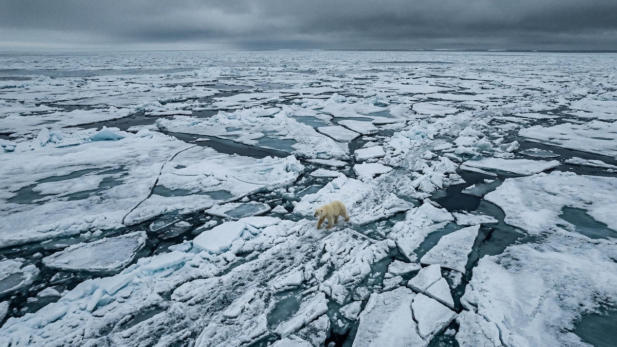 Популяция белых медведей в России достигла шести тысяч особей