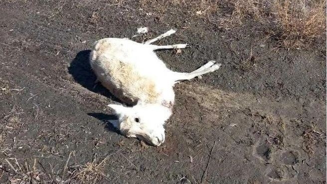 Степь в тушах: почему в Забайкалье массово гибнут дзерены