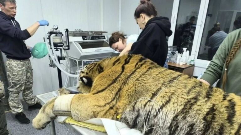 В Приморье отловили зимовавшего рядом с людьми амурского тигра