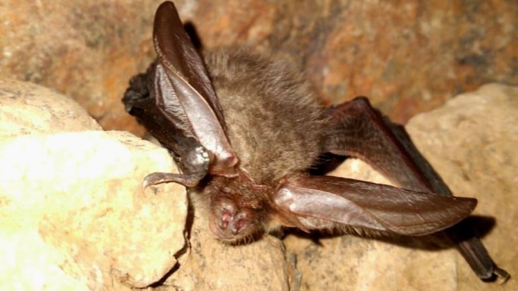 Зоологи нашли место спячки сибирского ушана в старой шахте