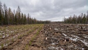 Золотодобытчики в Якутии восстановили лес только после штрафа приставов