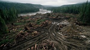 Золотодобывающая компания возместит ущерб за вырубку леса на Колыме