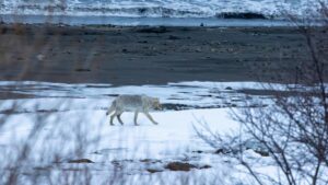 На Камчатке волчья стая вышла к кордону Кроноцкого заповедника
