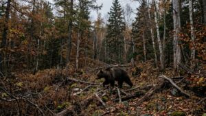 На Сахалине официально продлили сроки охоты на бурого медведя