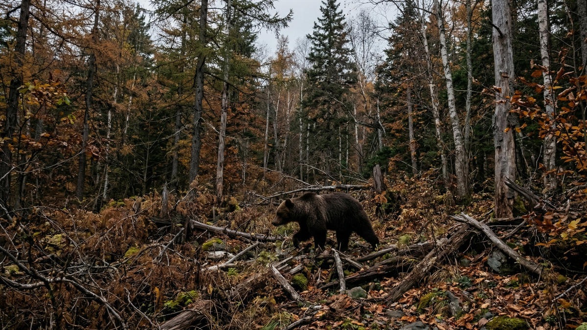 На Сахалине официально продлили сроки охоты на бурого медведя На Сахалине официально продлили сроки охоты на бурого медведя