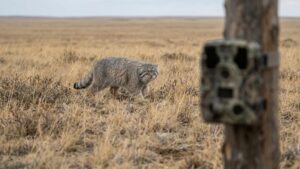 Спасти манула от пожаров: новый проект сохранения редкого хищника