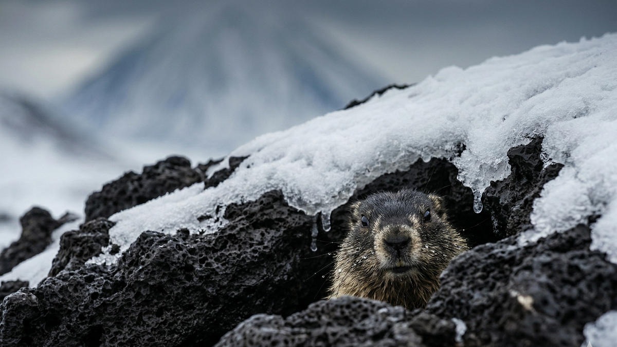 Краснокнижная коллизия: как камчатские сурки стали легальной добычей