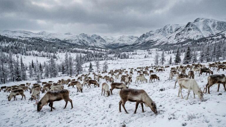 Власти Якутии в пять раз увеличат бюджет на отстрел волков для защиты оленей