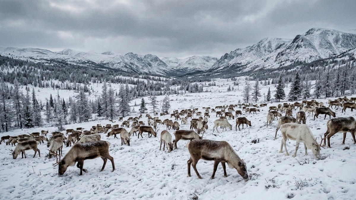 Власти Якутии в пять раз увеличат бюджет на отстрел волков для защиты оленей