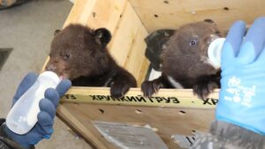 Двух гималайских медвежат-сирот выхаживают в Приморье