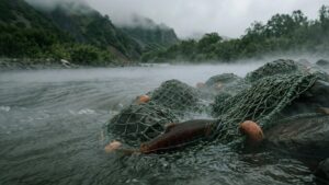 Камчатка готовится к десятилетию низких уловов красной рыбы