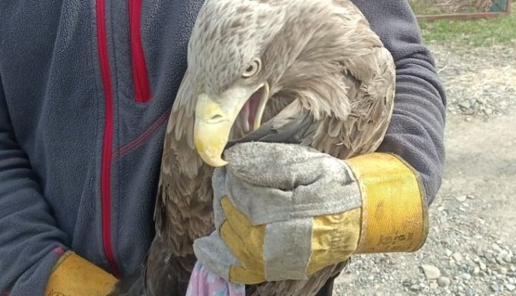 В Приморье выпустили на волю спасенного орлана-белохвоста