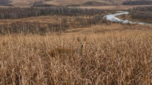 Популяция водяного оленя в Приморье выросла в четыре раза