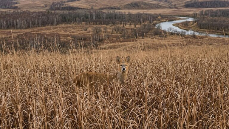 Популяция водяного оленя в Приморье выросла в четыре раза