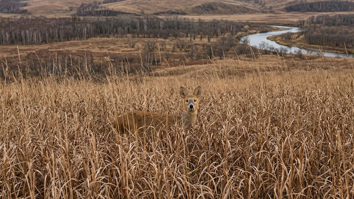Популяция водяного оленя в Приморье выросла в четыре раза