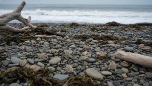 Сорванный экспорт: на берегу Владивостока нашли партию мертвых лягушек