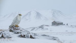 На Камчатке вынесли приговор за отлов краснокнижных кречетов