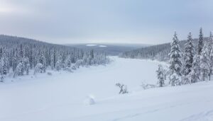 Экспедиция на Колыме: ученые исследовали изолированную популяцию сибирской ели