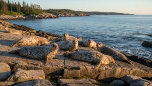Сезонная линька: ларги вышли на скалы морского заповедника
