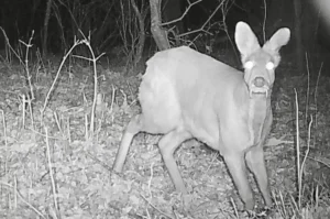 В Приморье камеры нацпарка «Земля леопарда» сняли редкую кабаргу