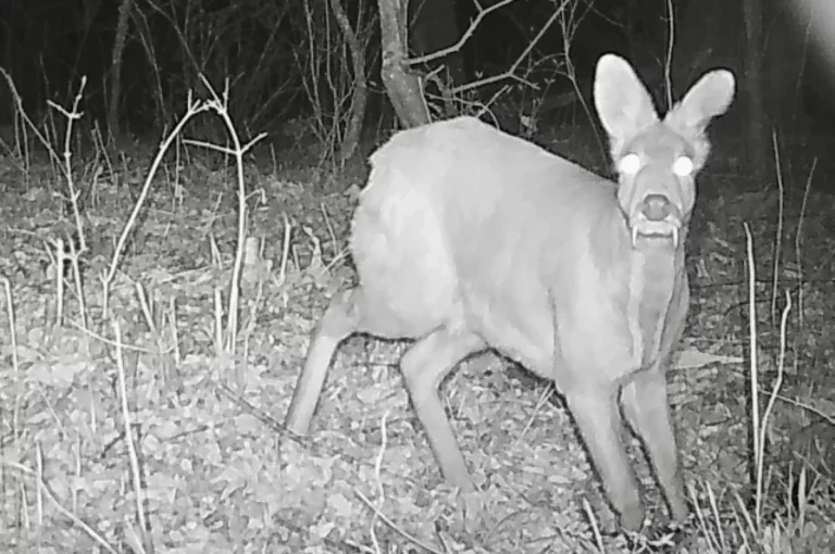 В Приморье камеры нацпарка «Земля леопарда» сняли редкую кабаргу