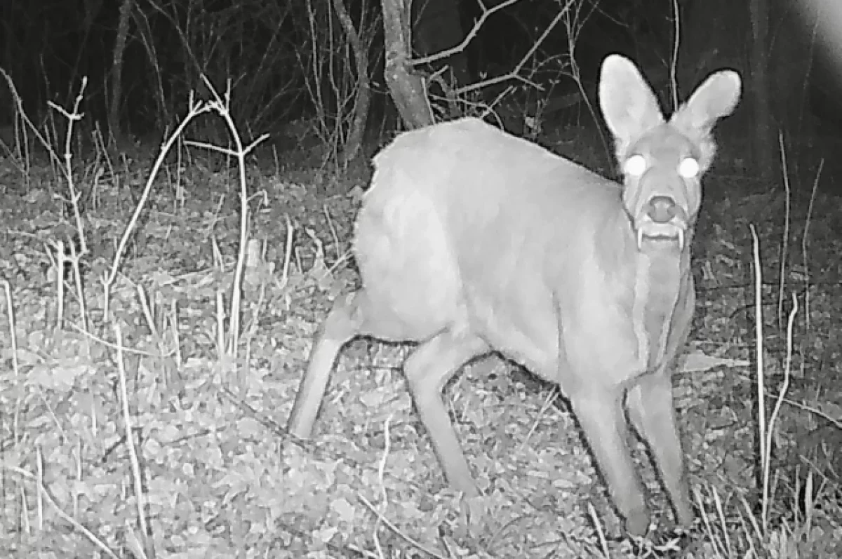 В Приморье камеры нацпарка «Земля леопарда» сняли редкую кабаргу