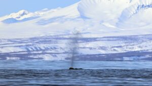 Из Калифорнии в Кроноцкий залив: на Камчатке начался учет серых китов